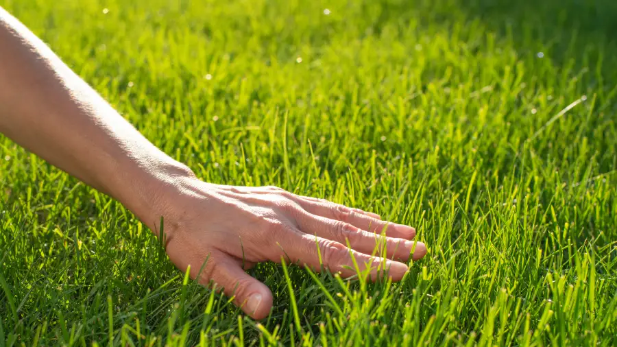 How Lawn Care Services Enhance Property Aesthetic and Value Reseda, CA