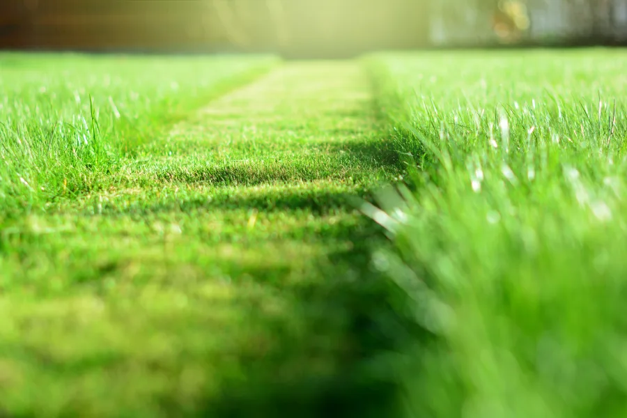 Understanding the Role of Soil Health in Lawn Care Success Reseda, CA